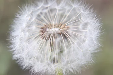 Foto op Canvas Macro Close-Up of  blowed Dandelion Seed Head  © Kasia