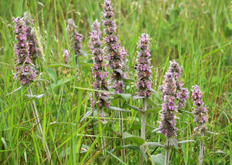 Stachys germanica grows in nature