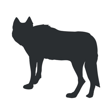 Hand drawn wolf silhouette. Back view. Vector illustration