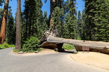 Obraz premium Sequoia National Park in California