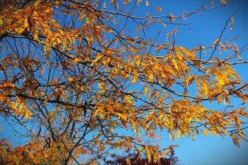 Golden leaves against blue sky in autumn