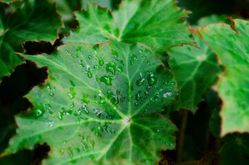 Water drops on a green leaf Begonia heracleifolia, close-up.