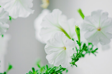 Close up photograph of petals of white petunia flowers. Selective focus.