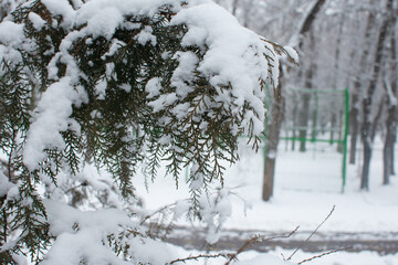 nature and snow, tree in the park.