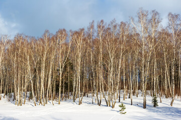 Birch grove on a snow-covered slope on a winter day