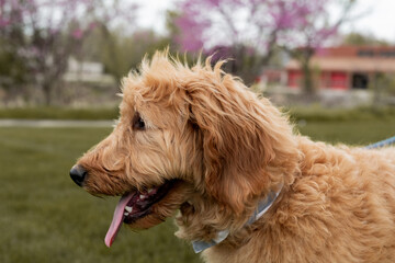 Shaggy brown dog portrait