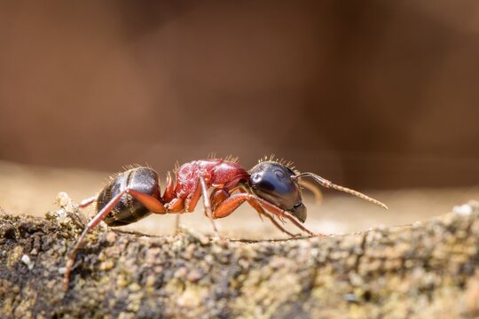 Forest ant (Formica fufa) in several pictures in its natural environment. Macro.