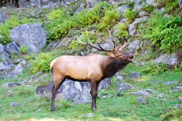 A male Elk bugling in breeding season.