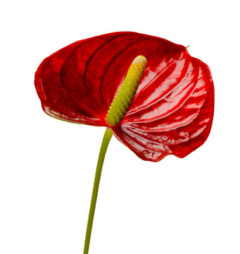 single Red laceleaf tropical flowers in heart shape close up isolated on white.