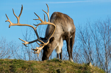 A male Woodland caribou.