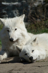 Obraz premium Arctic Wolves, cub and adult.