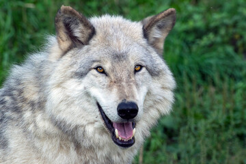 Portrait of a Timber Wolf.