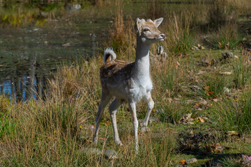 An alert Fallow Deer.