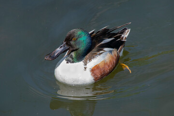 A male Northern Shoveler Duck.