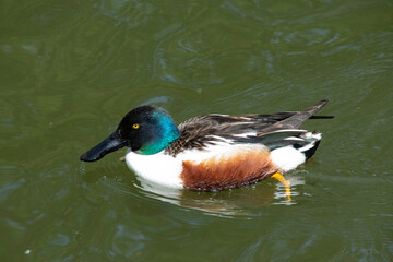 A male Northern Shoveler Duck.