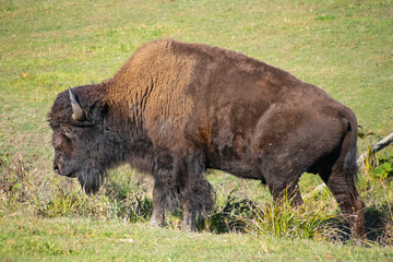A Bison.