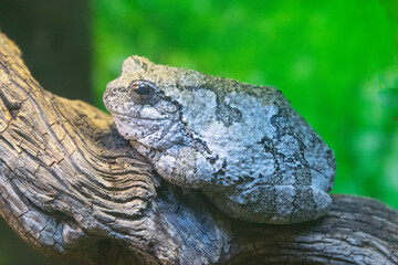 A Common Grey Treefrog on a dead branch
