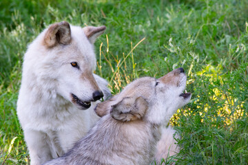 A howling Wolf and companion.