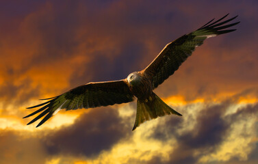 Red kitę soaring in the evening sky