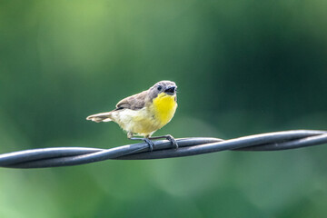 The golden-bellied gerygone (Gerygone sulphurea) is a species of bird in the family Acanthizidae