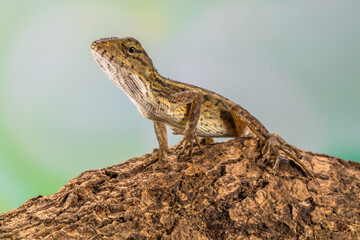 The oriental garden lizard (Calotes versicolor), also called the eastern garden lizard, Indian garden lizard, common garden lizard