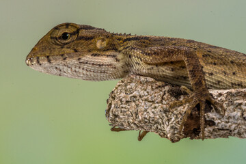 The oriental garden lizard (Calotes versicolor), also called the eastern garden lizard, Indian garden lizard, common garden lizard