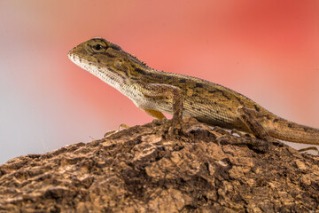 The oriental garden lizard (Calotes versicolor), also called the eastern garden lizard, Indian garden lizard, common garden lizard