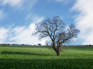 a lone tree in a field