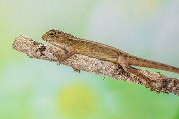 The oriental garden lizard (Calotes versicolor), also called the eastern garden lizard, Indian garden lizard, common garden lizard