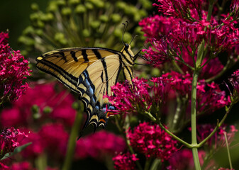 A large Swallowtail butterfly pollinating on a Red Valerian plant with a garden background.