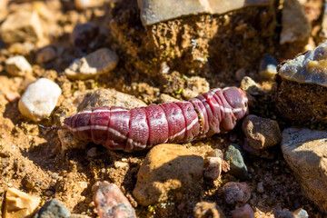 Obraz na płótnie Canvas A thick burgundy caterpillar of a puss moth butterfly (Cerura vinula) crawling on stones. Central Russia, August