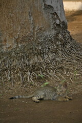 A cat sitting under a tree looking very sad,, a sad sitting cat, एक उदास बैठी हुई बिल्ली
