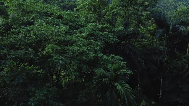Scenic aerial view of misty tropical jungle in South America. Drone shot of pristine rainforest in Venezuela
