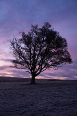 Fototapeta na wymiar a lone tree in a field