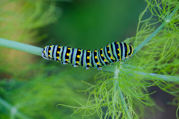 swallowtail caterpillar on a branch