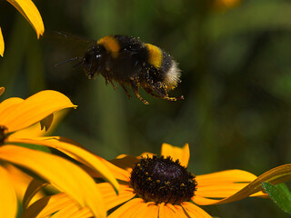 Hummel auf einem Sonnenauge