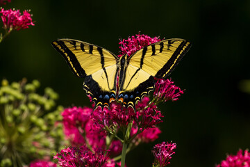 A Two-tailed Swallowtail butterfly is dramatically highlighted against a dark natural background as it pollinates on a Red Valerian flower with beautifully open wings. - Powered by Adobe