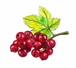 A sprig of red currant with a green leaf on a white isolated background. Watercolor hand drawing for decorations, greeting cards, labels, packaging.