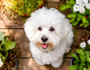 Adorable Bichon Frise dog enjoying the outdoors in a beautiful flower garden.
