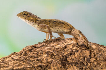 The oriental garden lizard (Calotes versicolor), also called the eastern garden lizard, Indian garden lizard, common garden lizard