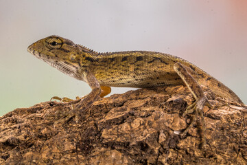 The oriental garden lizard (Calotes versicolor), also called the eastern garden lizard, Indian garden lizard, common garden lizard