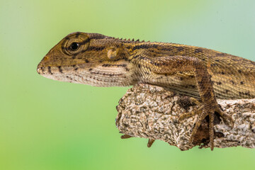 The oriental garden lizard (Calotes versicolor), also called the eastern garden lizard, Indian garden lizard, common garden lizard