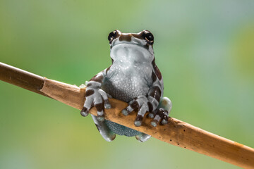 The Mission golden-eyed tree frog or Amazon milk frog (Trachycephalus resinifictrix) is a large species of arboreal frog native to the Amazon Rainforest