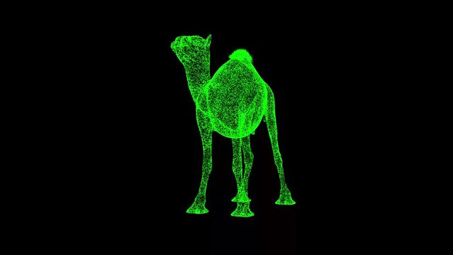3D Camel rotates on black background. Wild Animals concept. Circus and Zoo. Business advertising backdrop. For title, text, presentation. 3d animation 60 FPS