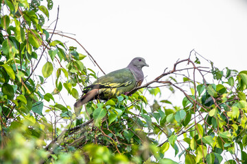 The pink-necked green pigeon (Treron vernans) is a species of bird of the pigeon and dove family, Columbidae