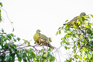The pink-necked green pigeon (Treron vernans) is a species of bird of the pigeon and dove family, Columbidae
