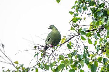 The pink-necked green pigeon (Treron vernans) is a species of bird of the pigeon and dove family, Columbidae