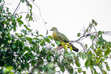 The pink-necked green pigeon (Treron vernans) is a species of bird of the pigeon and dove family, Columbidae
