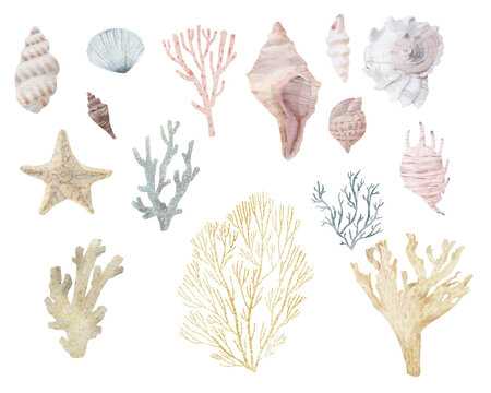 Watercolor set of seashells