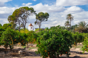 Vega Baja del Segura - Los Montesinos - Una visita al centro de Los Montesinos y a la zona de La Marquesa uno de los muchos senderos de este pueblo.